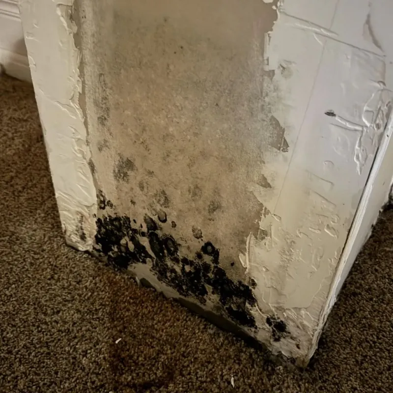 Professional Mold Removal in Powdersville, SC